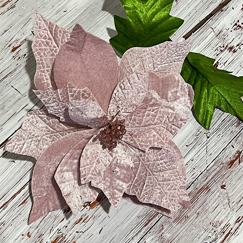 Pale pink poinsettia