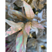 Load image into Gallery viewer, Gold Eucalyptus Leaf Stem
