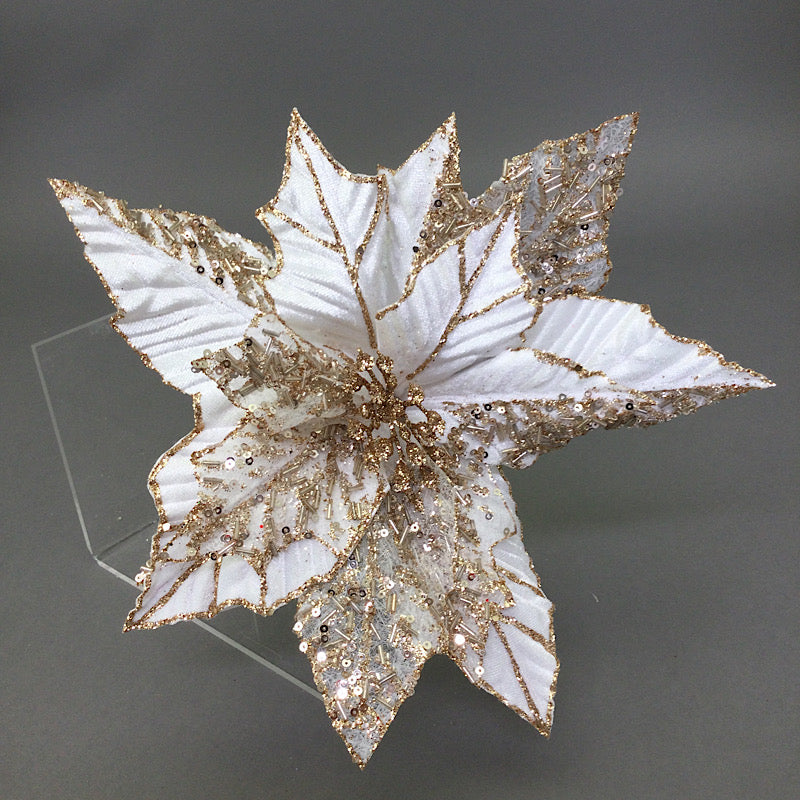 White Gold Edge Poinsettia