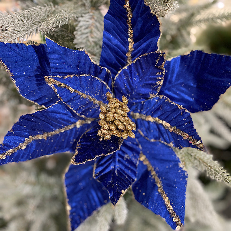 Royal Blue Poinsettia