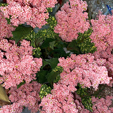 Load image into Gallery viewer, Mini Pink Berries Spray With Leaves
