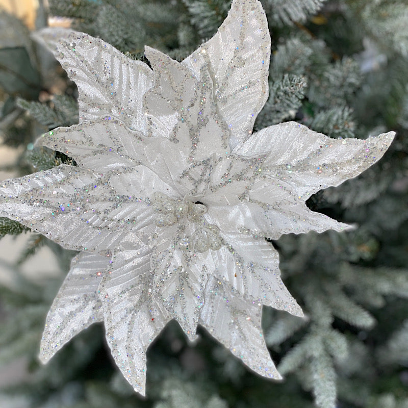 White Silver Edge Poinsettia