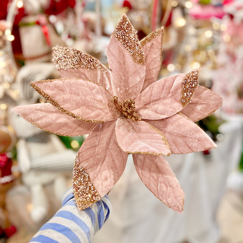 Blush Rose Poinsettia